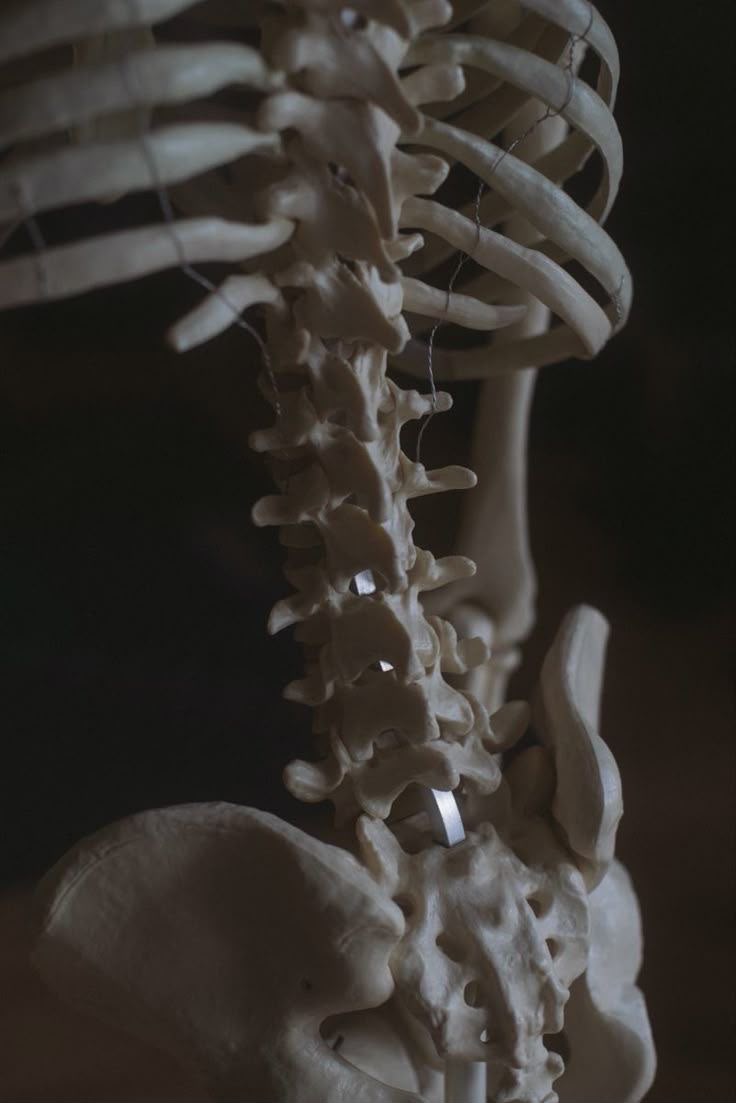 Columna vertebral